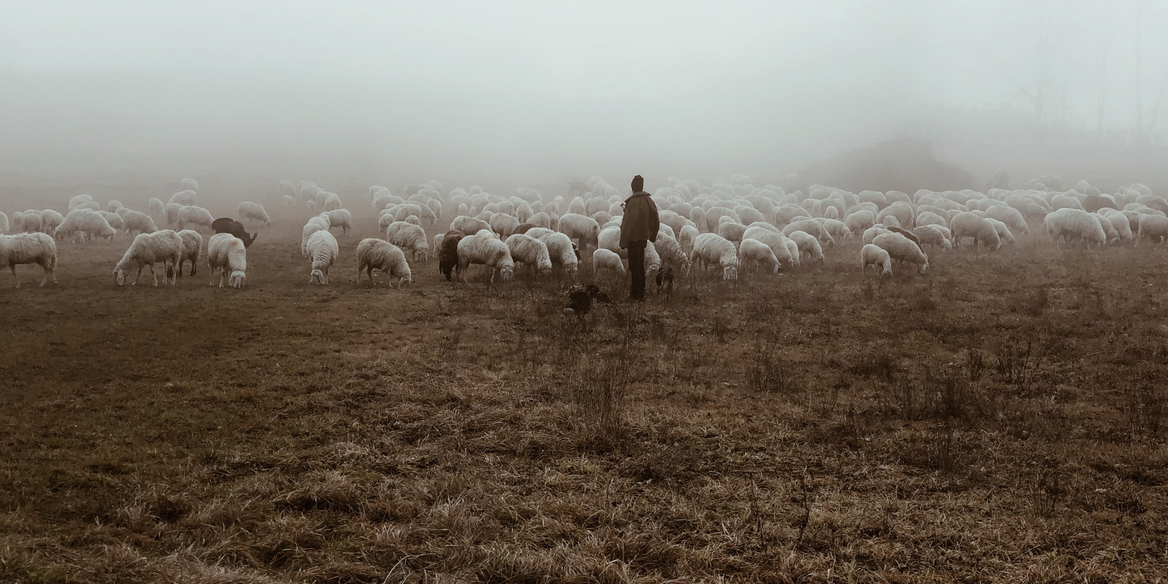 Wolle aus regenerativer Landwirtschaft